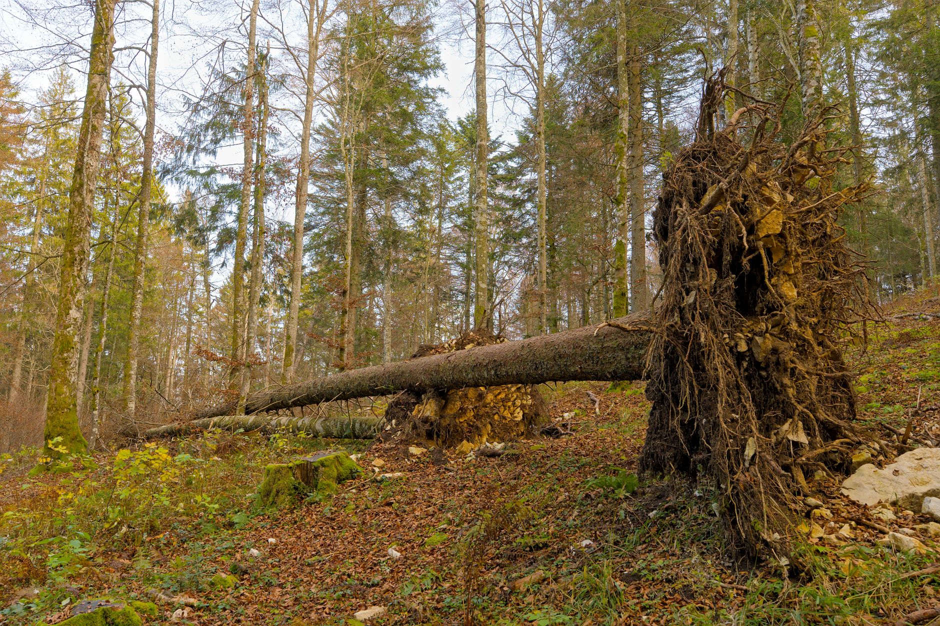 Enlèvement arbre urgence à Villenave-d'Ornon